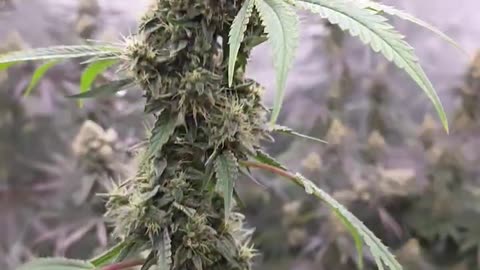 Hells Breath Week 9 flower