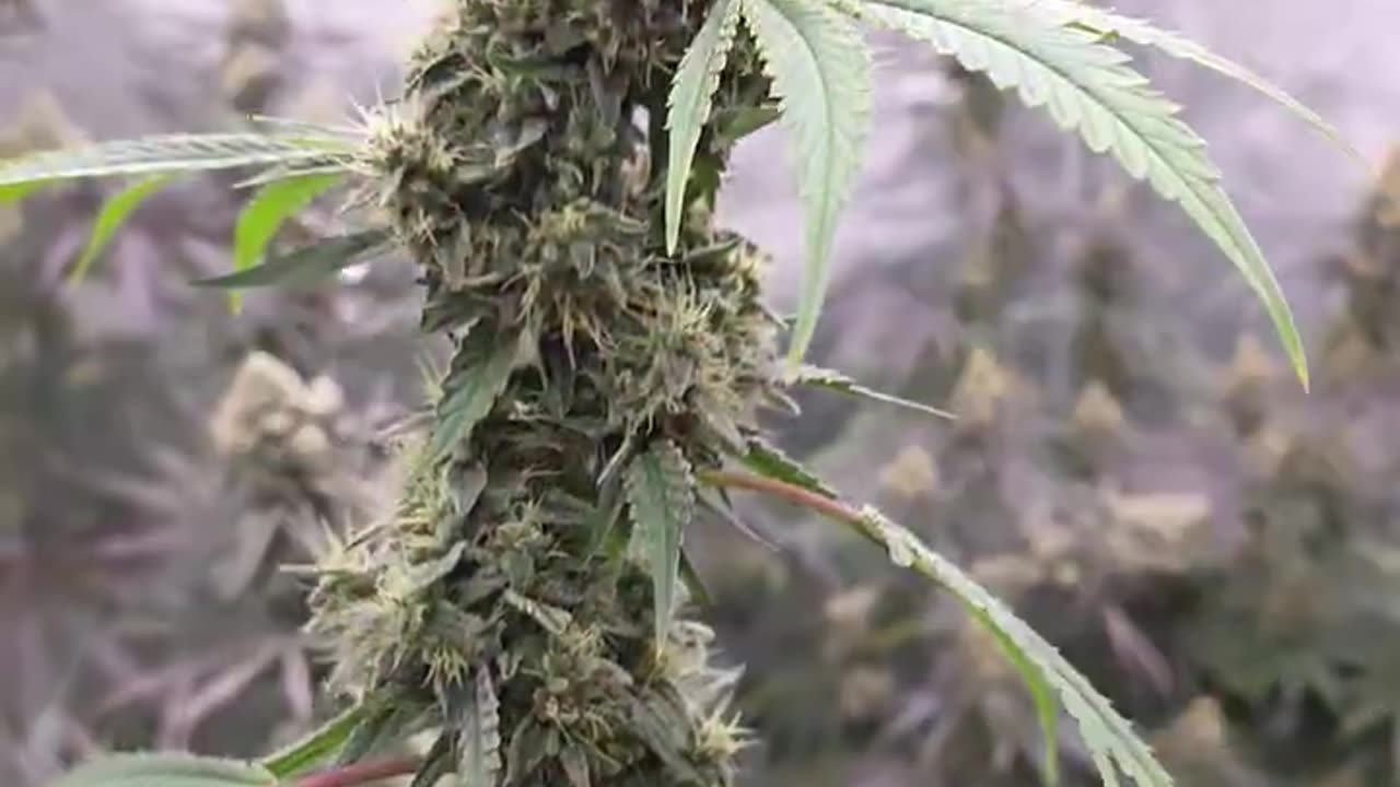 Hells Breath Week 9 flower