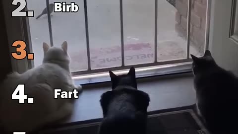 Ranking Best Scaredy Cats Moments