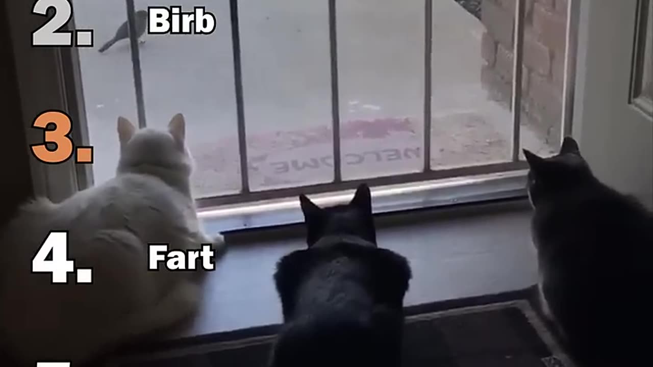 Ranking Best Scaredy Cats Moments