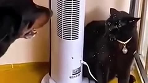 Cats and dogs 🤣