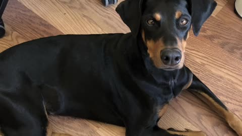 we asked chatgpt to turn our office pets into humans 🫢