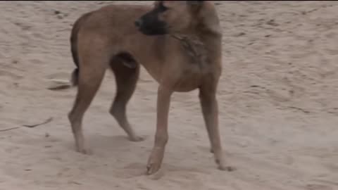 Dog's Comedy Videos 🤣 so cute puppies comedy videos 🤣