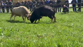 Golub braće i Čaće Delalicć vs Putalj od Alajbegovica
