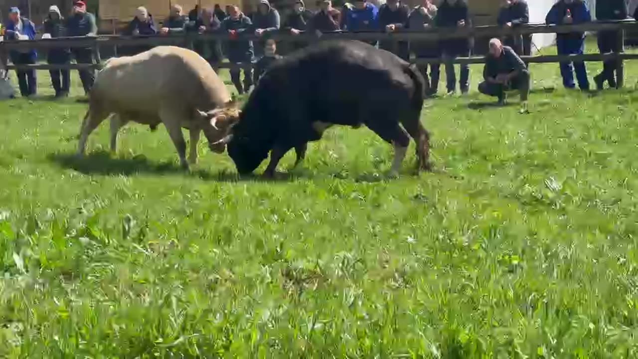 Golub braće i Čaće Delalicć vs Putalj od Alajbegovica