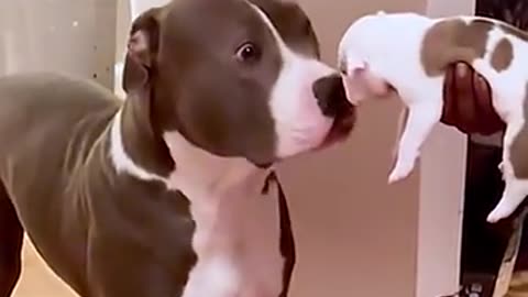 that's not my pup