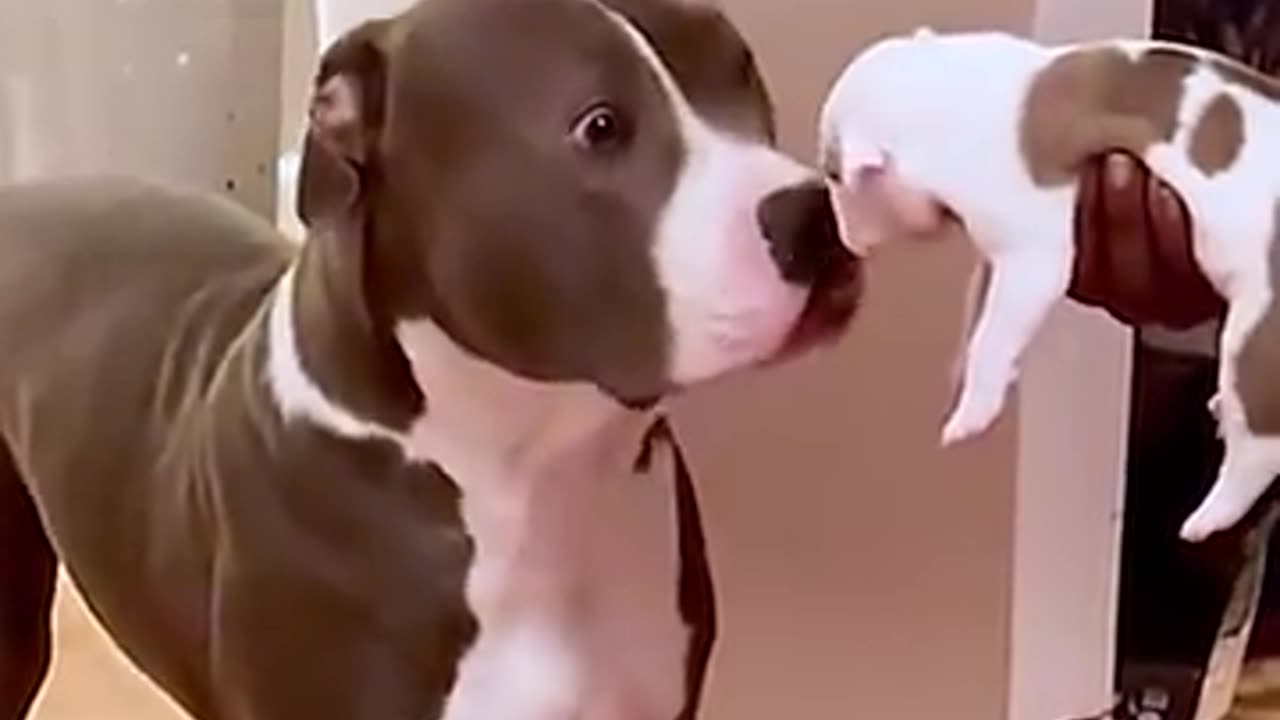 that's not my pup