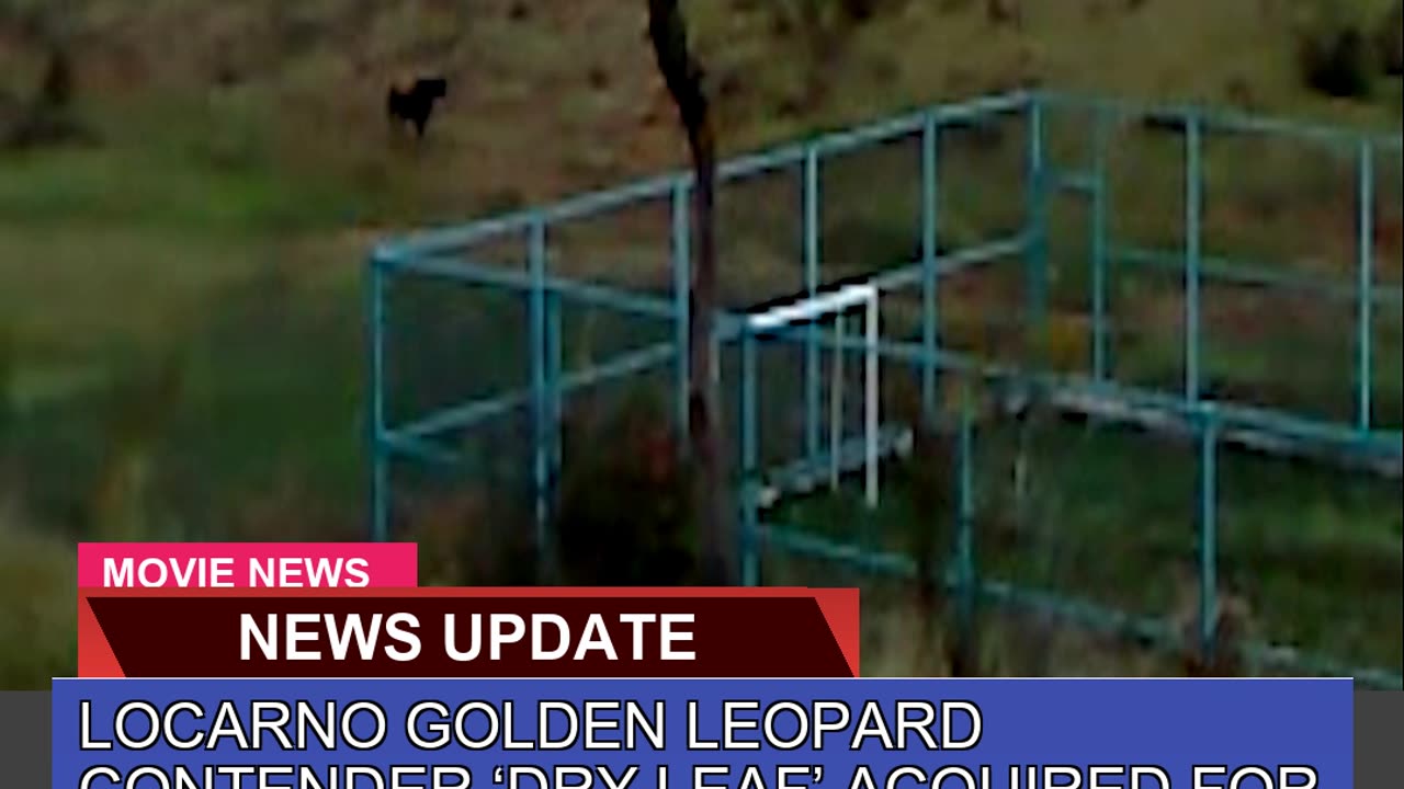 Locarno Golden Leopard Contender Dry Leaf Acquir