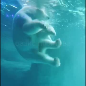 Polar bear mom and baby first swim