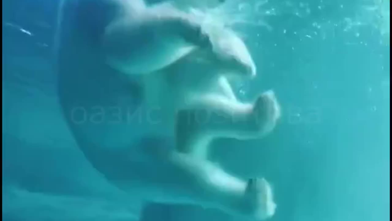 Polar bear mom and baby first swim