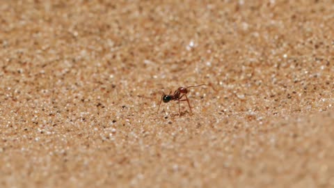 Ants vs. Desert Heat_ Survival Secrets Revealed!