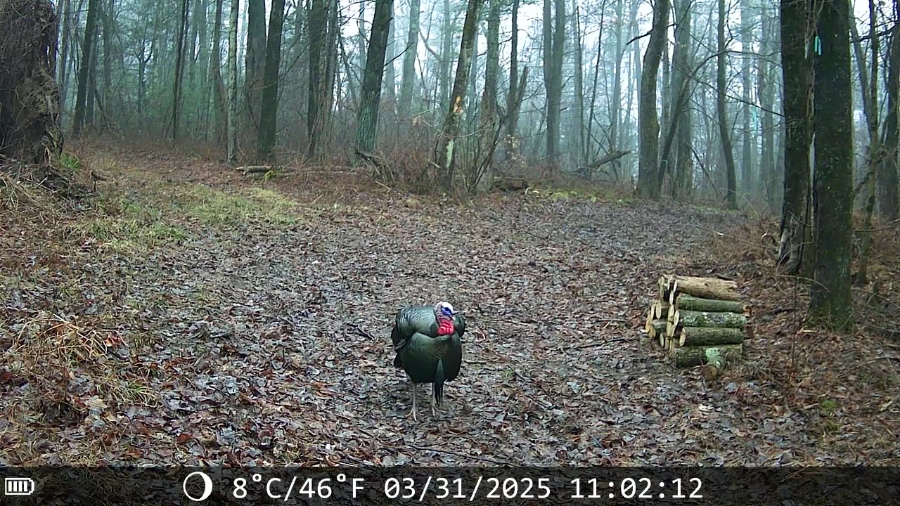 Cought on camera in woods