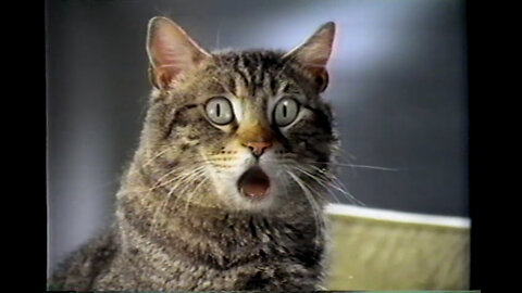 May 15, 1994 - An Expressive Cat & Boston Chicken in Indianapolis