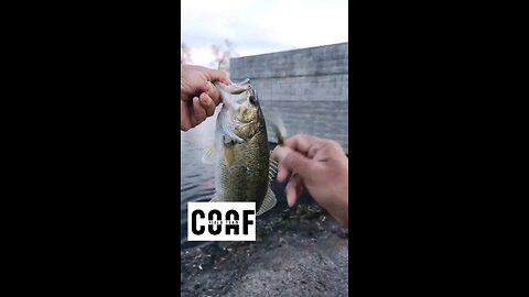 Watch what happens when I keep casting a Yum FF Sonar Minnow #bfsfishing #ultralightfishing #yum