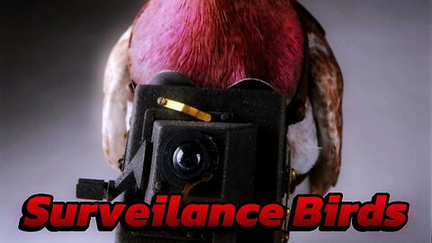 Surveillance Birds 🐦