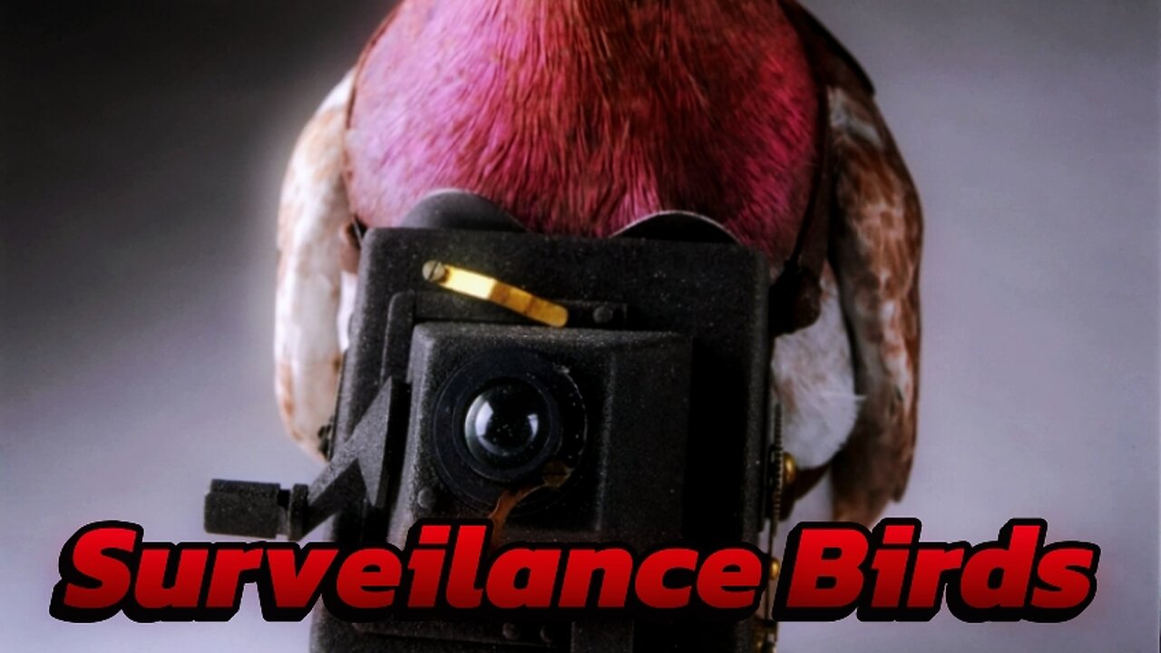 Surveillance Birds 🐦