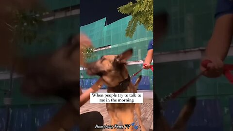Funny animals 2024😂- Funniest Cats and Dogs Video😹🐶 #19
