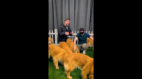 POV:You Love your Dog a lot