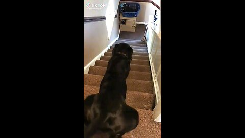 try not to laugh 😂