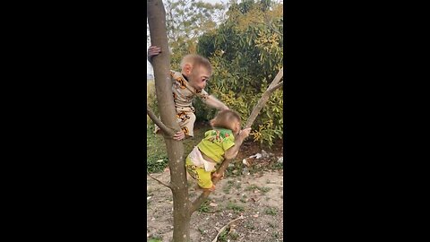 two monkeys funny videos
