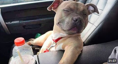 Animals Are Born Comedians 😂 Funniest ANIMAL Videos