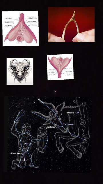 TAURUS THE BULLS CLITORIS