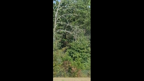 Living in a truck in the wild