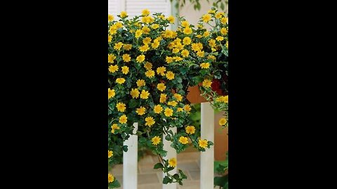 Sphagneticola trilobata (Singapore Daisy) Plant | Fast Growing Ground Cover |l Yellow Flowers