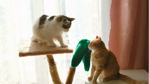 cat funny video viral