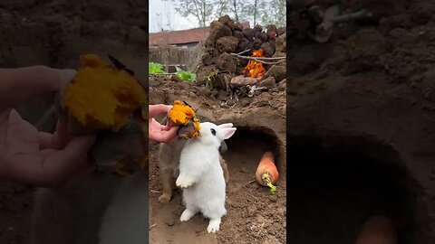 Little greedy rabbit also loves to eat delicious roasted sweet potatoes. Cute pet debut plan. Pa