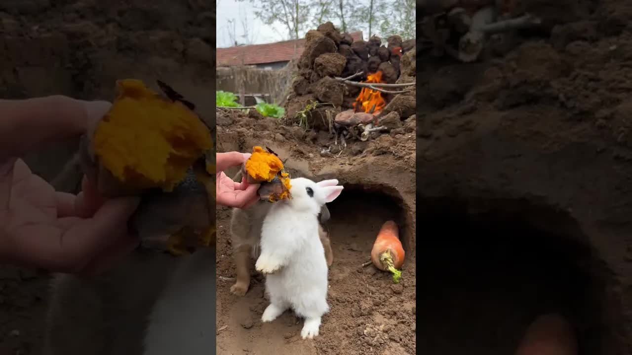 Little greedy rabbit also loves to eat delicious roasted sweet potatoes. Cute pet debut plan. Pa