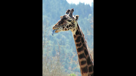 Why Giraffes Have Blue Tongues: Nature's Cool Trick!