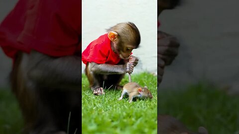 Baby monkey discovers the culprit who ruined his rice crop