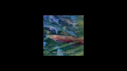 The final journey: Why Salmon return to shore and die after laying eggs