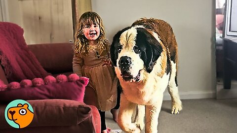 Giant St Bernard Has The Biggest Soft Spot For Little Girl | Cuddle Buddies 