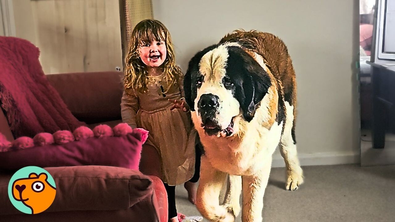 Giant St Bernard Has The Biggest Soft Spot For Little Girl | Cuddle Buddies