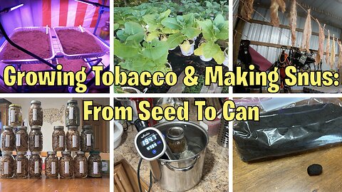 Growing Tobacco & Making Snus: From Seed To Can