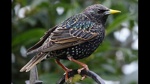 Softer Disinfo From the jew About Starling, Taste Test from a jew Parasite | Catch & Cook