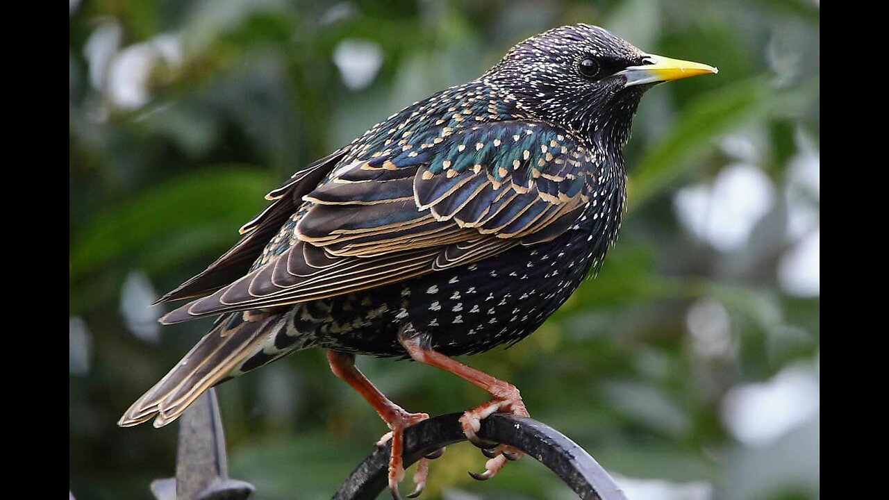 Softer Disinfo From the jew About Starling, Taste Test from a jew Parasite | Catch & Cook