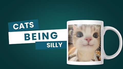 😹 Cats Being Silly | Funny & Cute Cat Moments