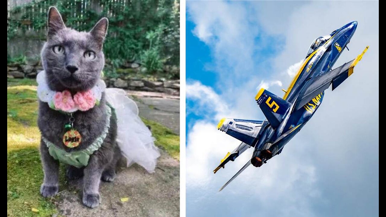 Cat Lady Claims the Blue Angels Killed Her Cat, So Now Seattle Hippies Want to Kill the Blue Angels