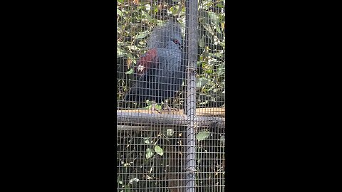Blue Crowned Pigeon #pigeon #shorts #followme #trending #viral