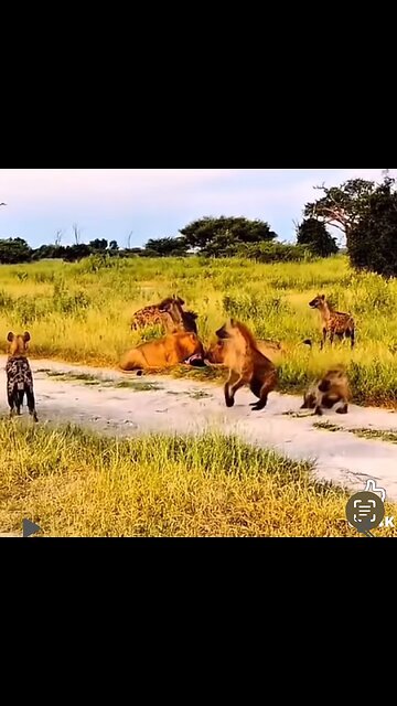 3 AM Wildlife Documentary Gone Wrong!!