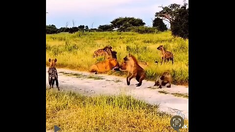 3 AM Wildlife Documentary Gone Wrong!!
