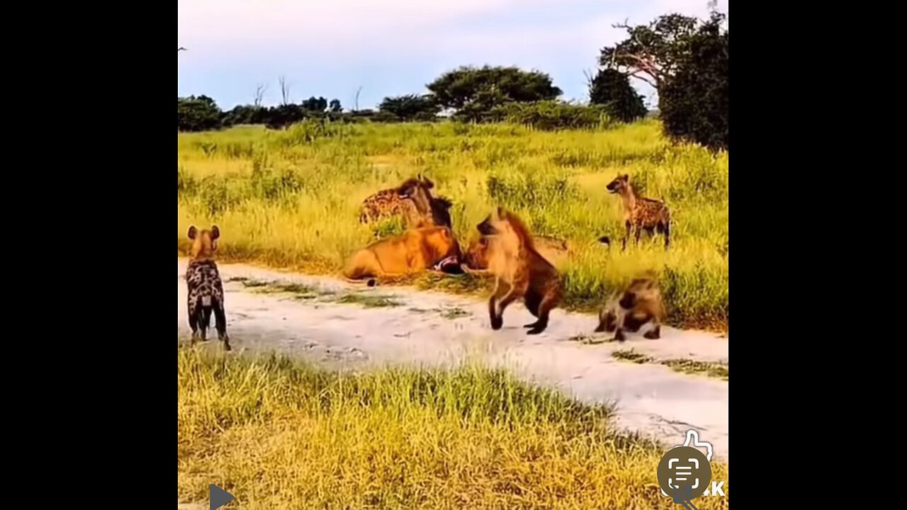 3 AM Wildlife Documentary Gone Wrong!!