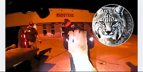 Cops Free Wild Cat Caught In Man’s Bumper!!!