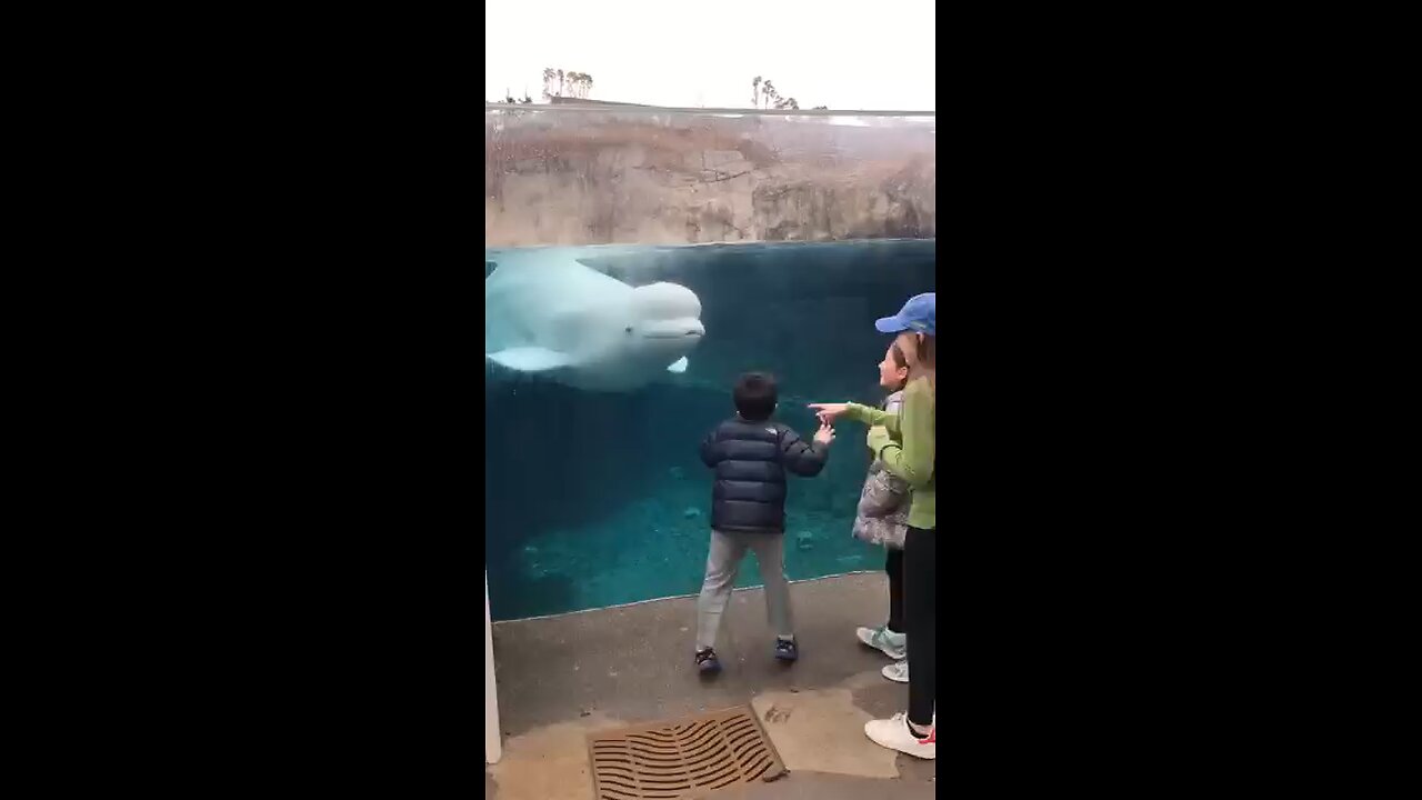 watch video the end