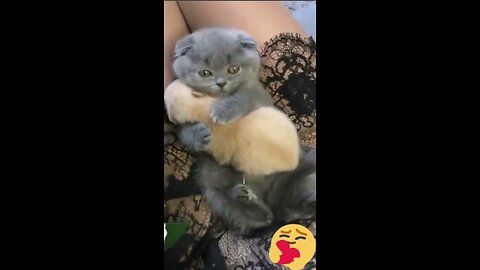 Cute kitten hugs puppy