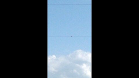 bird singing