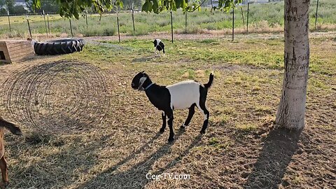Graham Family Farm NW: 6:30 PM June 23 2025